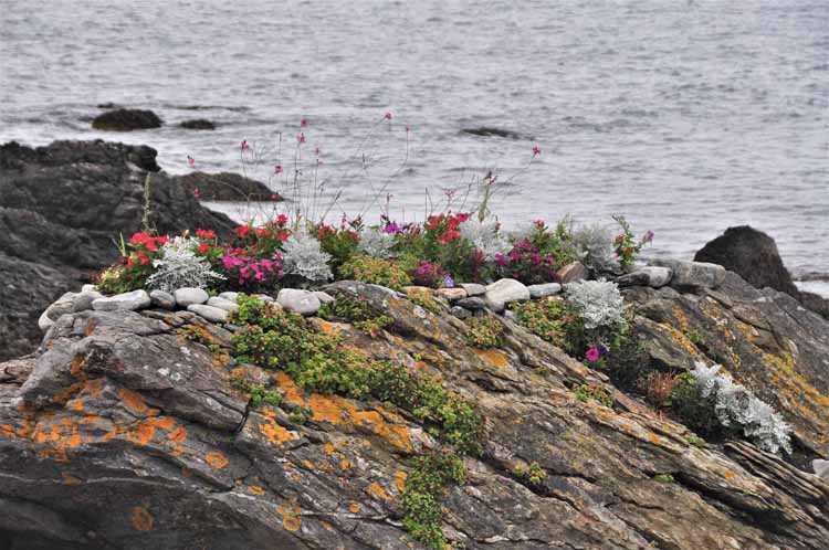 flowers on rock